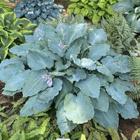 Hosta Shadowland 'Diamond Lake' - [EG]