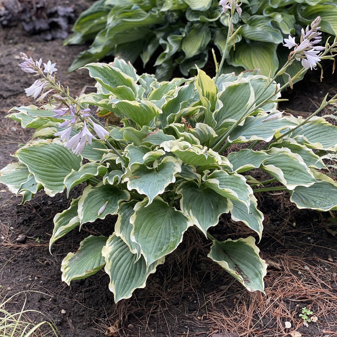 Hosta Shadowland &