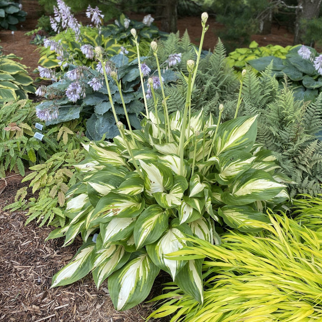 Hosta Shadowland &