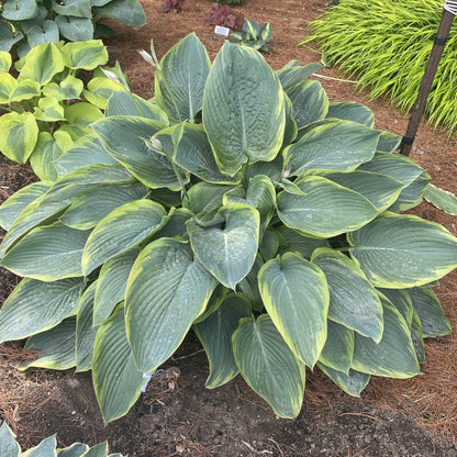 Hosta Shadowland &
