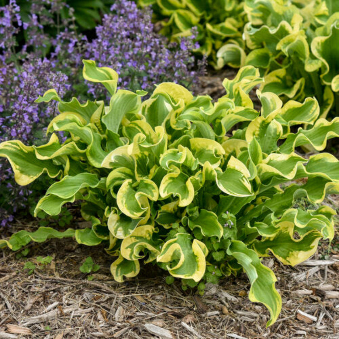 Hosta Shadowland &