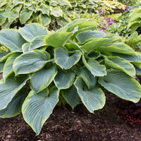 Hosta Shadowland 'Wu-La-La'