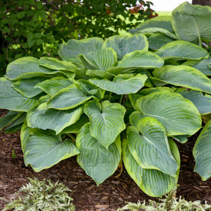 Hosta Shadowland &