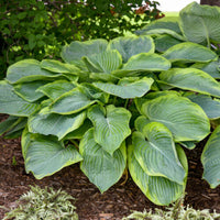 Hosta Shadowland 'Wu-La-La'