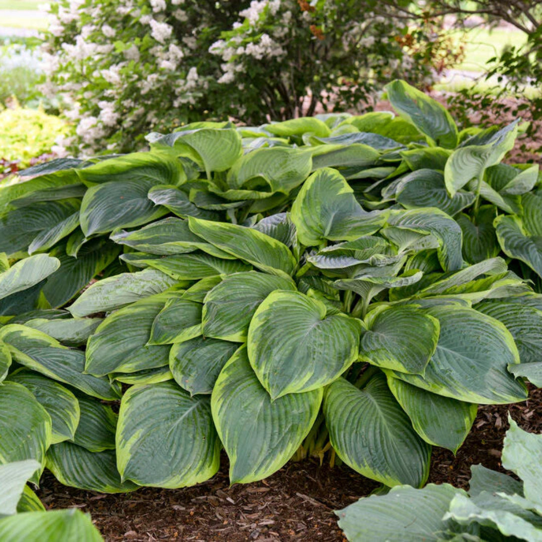 Hosta Shadowland &