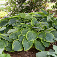 Hosta Shadowland 'Wu-La-La'