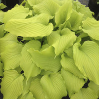 Hosta 'Dancing Queen'