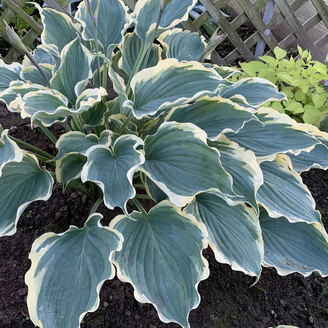 Hosta Shadowland &