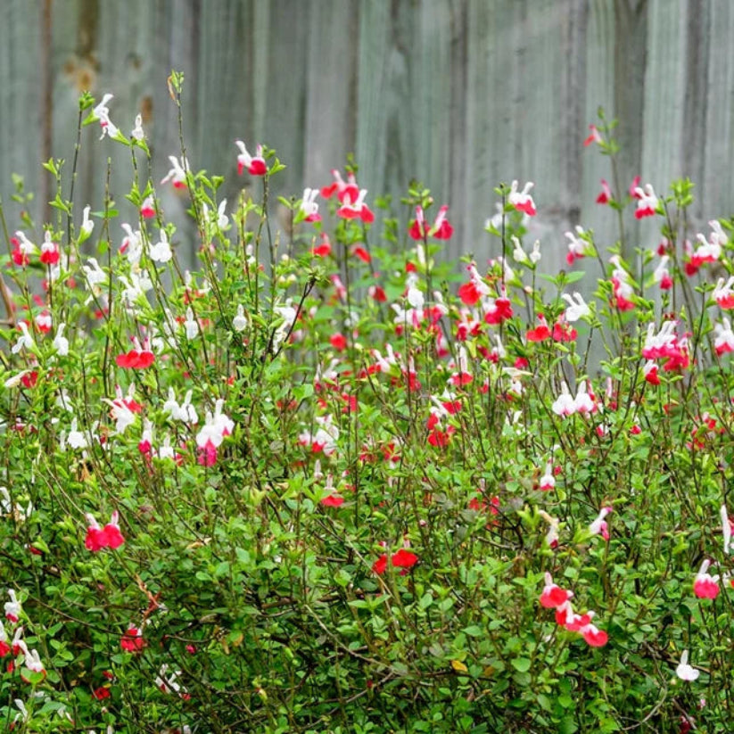 Salvia microphyla &