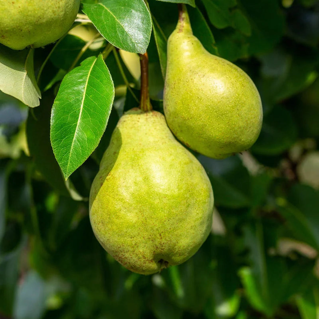 4-in-1 Pear Cocktail Tree