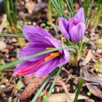 Saffron Spice Plant