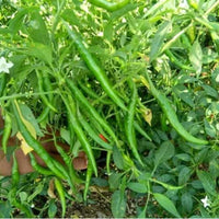 Guntur Chilli Plant