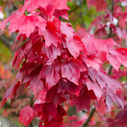 Somerset Red Maple