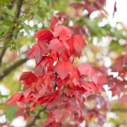 Somerset Red Maple