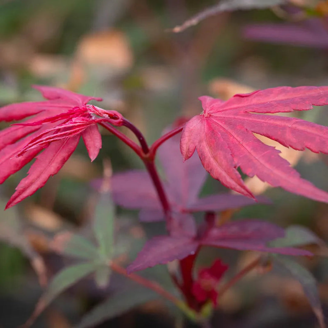 Skeeters Broom Japanese Maple