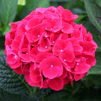 Wildenstein Hydrangea