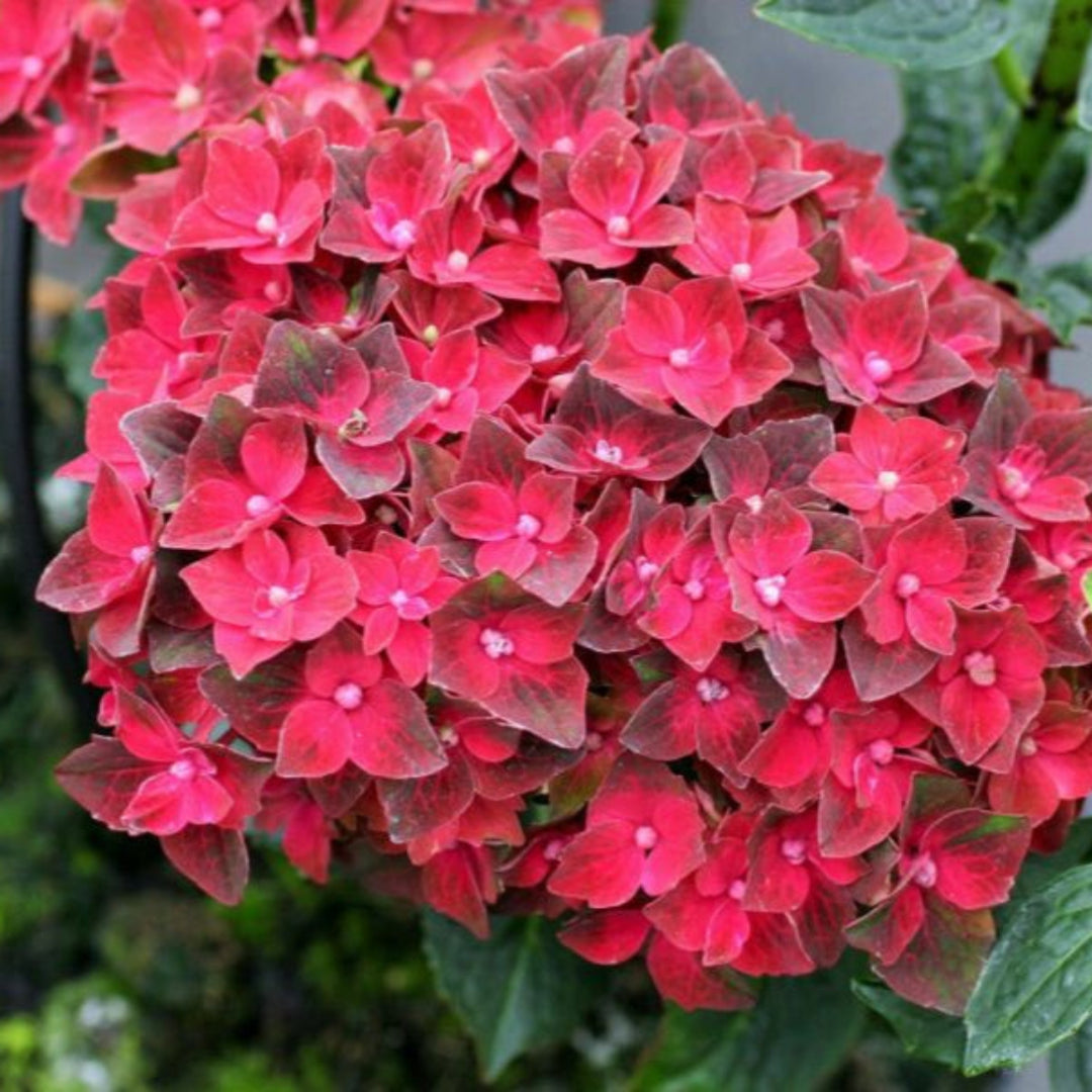 Hydrangea heart throb