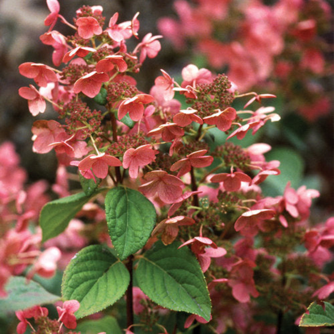 Hydrangea paniculata &