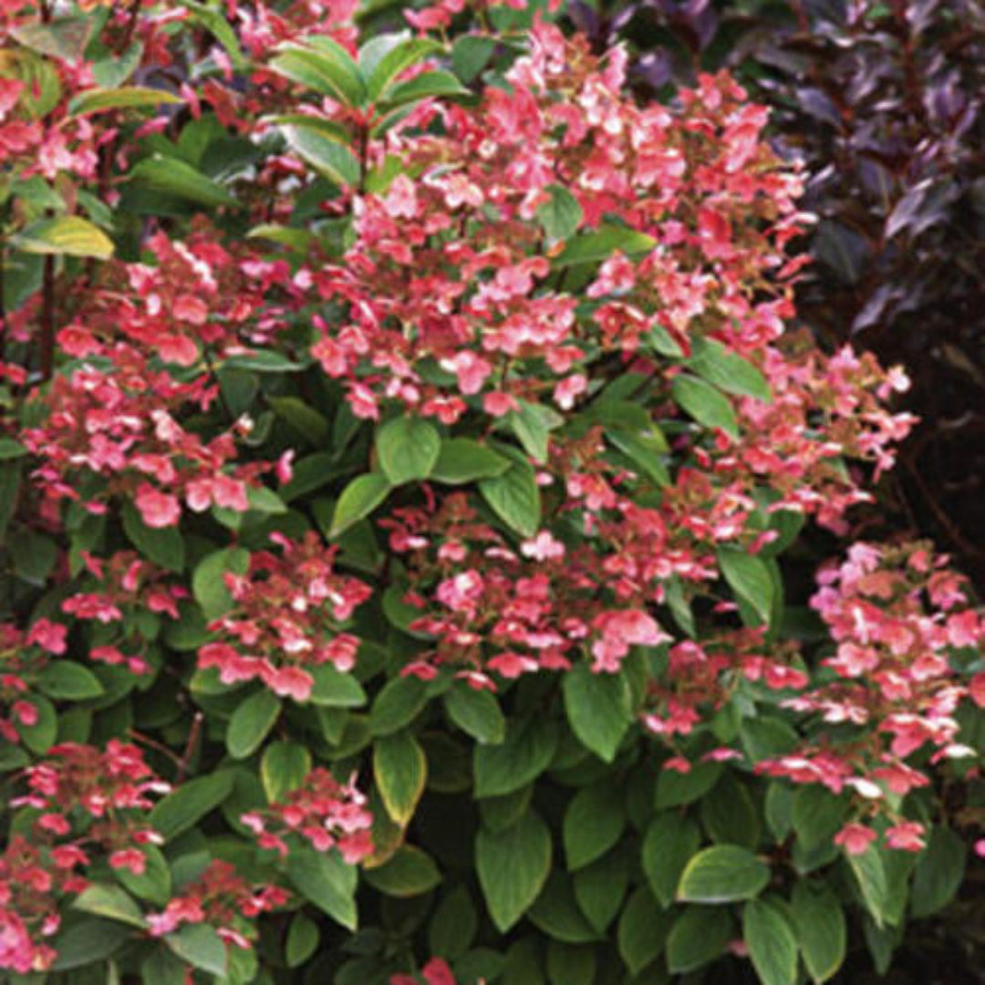 Hydrangea paniculata &