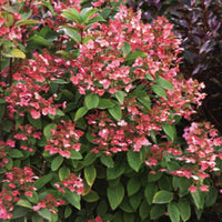 Hydrangea paniculata 'Quick Fire'