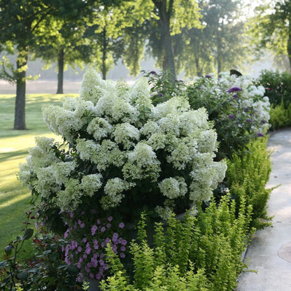 Hydrangea Bobo Shrub for Small Gardens and Containers