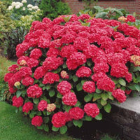 Red Sensation Hydrangea with glossy dark foliage