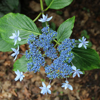 Hydrangea macrophylla Hanabi variety featuring delicate white lacecap blooms