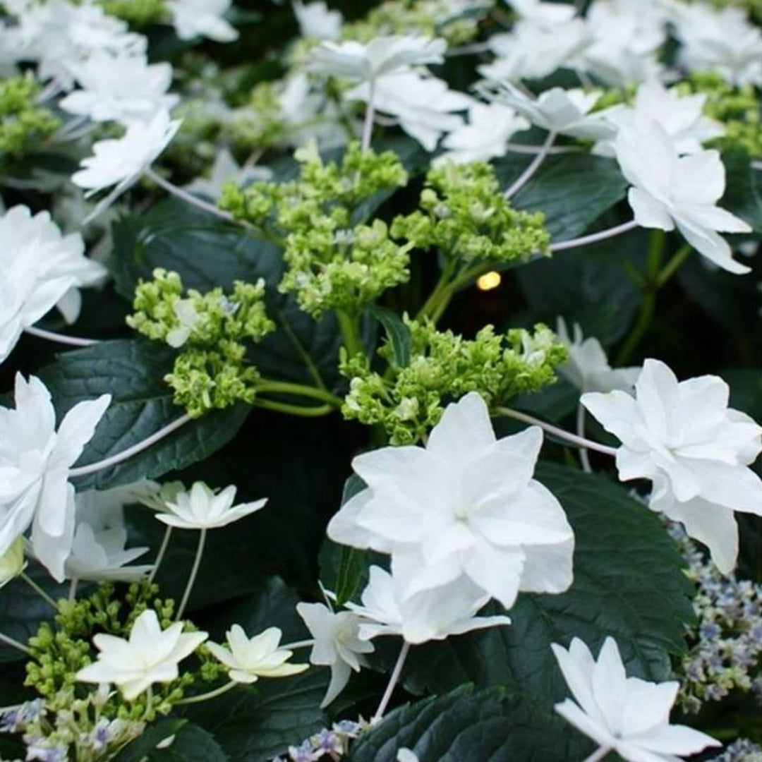 Hanabi Hydrangea