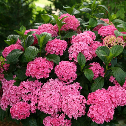 Wildenstein Hydrangea