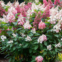 Hydrangea Paniculata Lava Lamp Candelabra variety with white and pink flower spikes