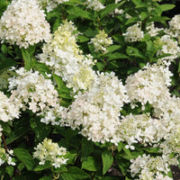 Sweet Summer Hydrangea with Bright White Summer Blooms