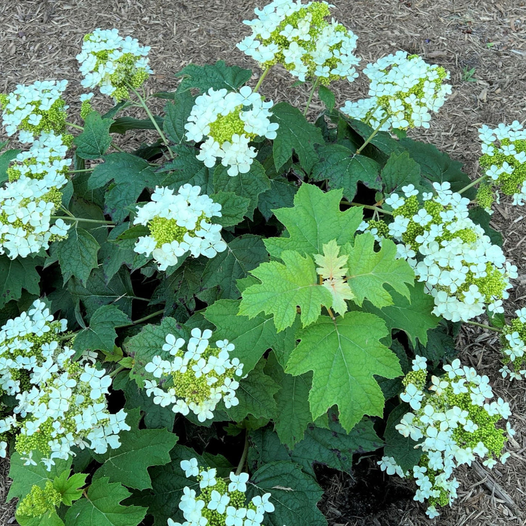 Pee Wee Oakleaf Hydrangea