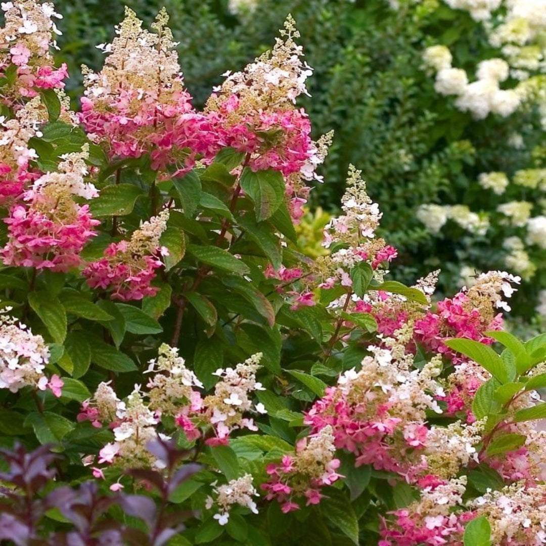 Pink Diamond Hydrangea, White Flowers