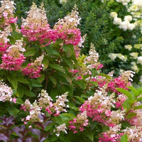 Pink Diamond Hydrangea Bush Perfect for Borders