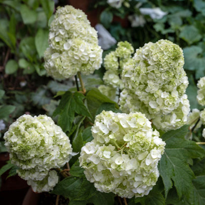 Harmony Oakleaf Hydrangea