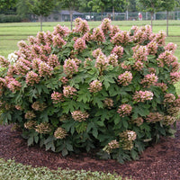 Munchkin Oakleaf Hydrangea shrub with compact white flower clusters