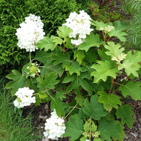 Dwarf Pee Wee Oakleaf Hydrangea with Compact Growth and Bold Leaves