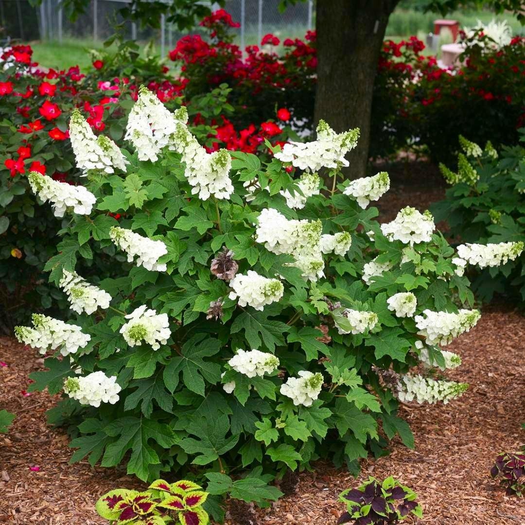 Ruby Slippers Oakleaf Hydrangea