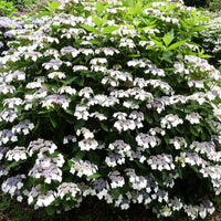Hydrangea ‘Tokyo Delight’ shrub with white lacecap blooms and mauve-pink centers