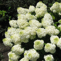 Compact Silver Dollar Hydrangea for Borders