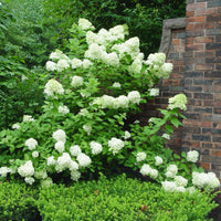 Blooming Dwarf Limelight Hydrangea in Small Garden Spaces