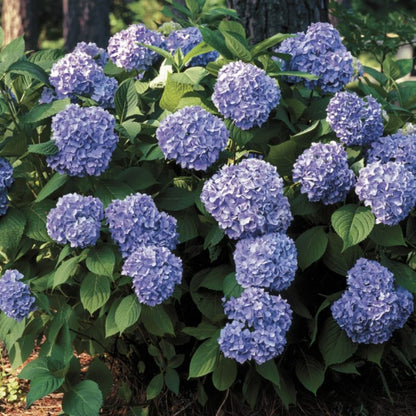 All Summer Beauty Hydrangea