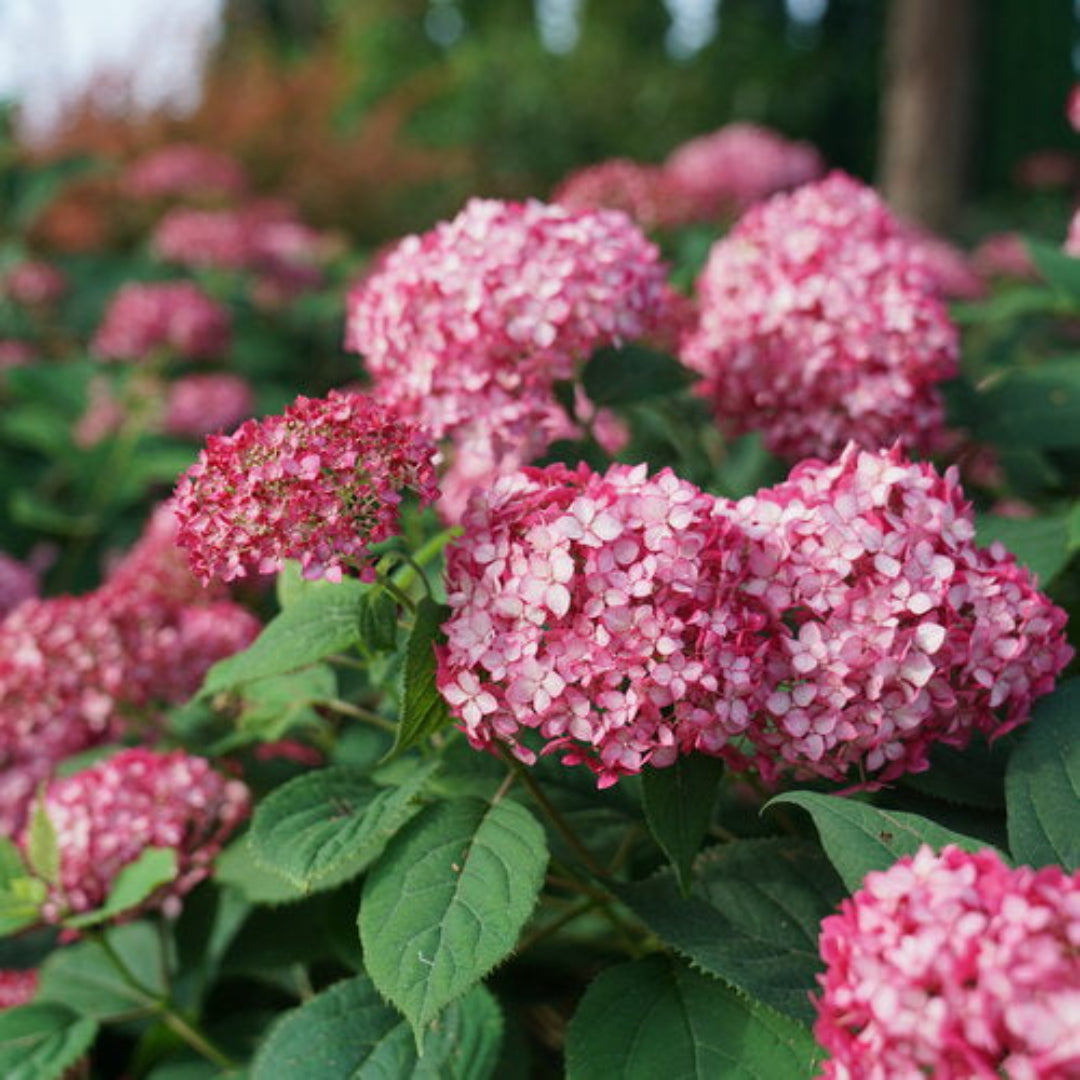 Invincibelle Ruby Smooth hydrangea