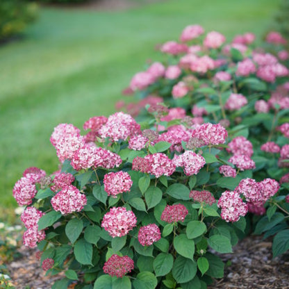 Invincibelle Ruby Smooth hydrangea