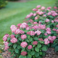 Hydrangea Invincibelle Ruby shrub blooming with bright pink flower clusters in summer garden