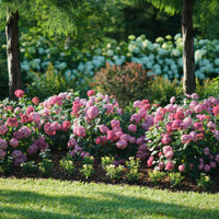 Invincibelle Ruby Hydrangea bush with large pink flower heads and healthy green foliage