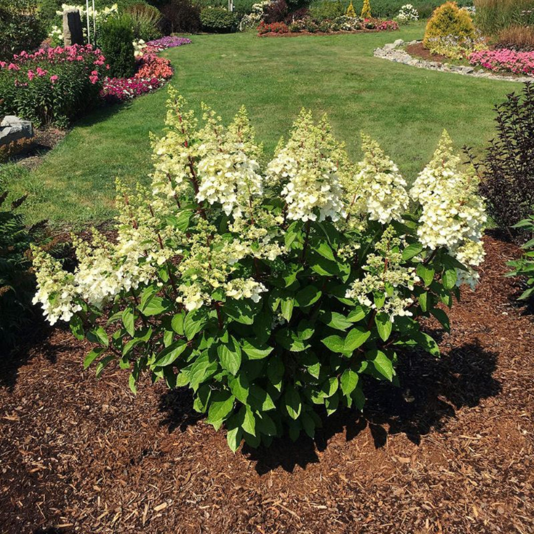 Lavalamp Candlebra Hydrangea