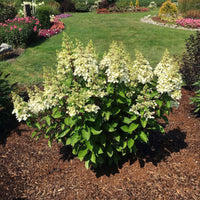 Lava Lamp Candelabra Hydrangea bush in bloom with creamy white flowers turning soft pink