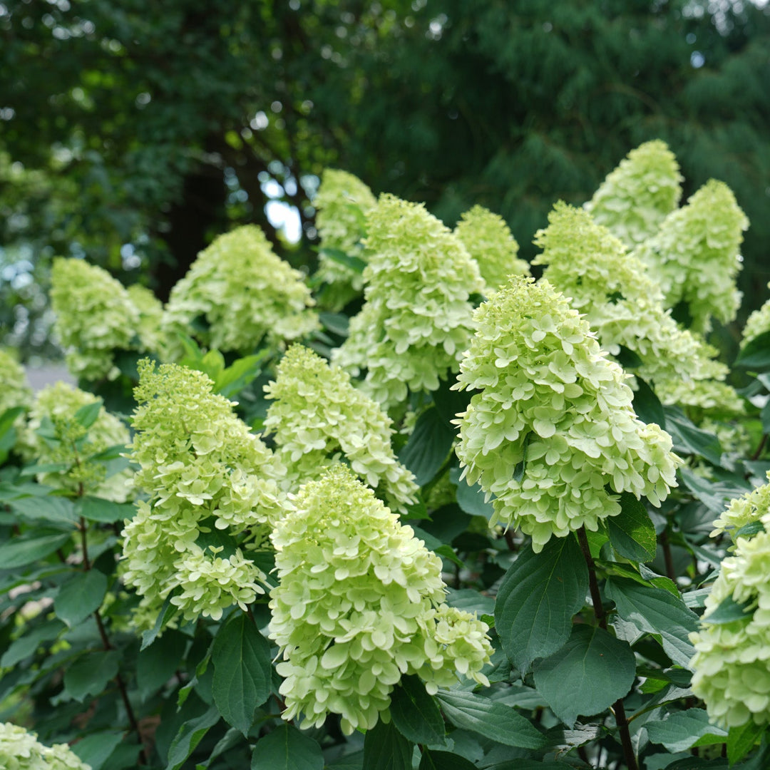 Limelight Prime Hydrangea
