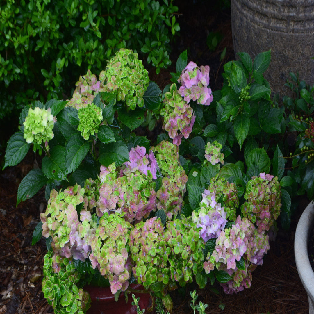 Froggie Bigleaf Hydrangea